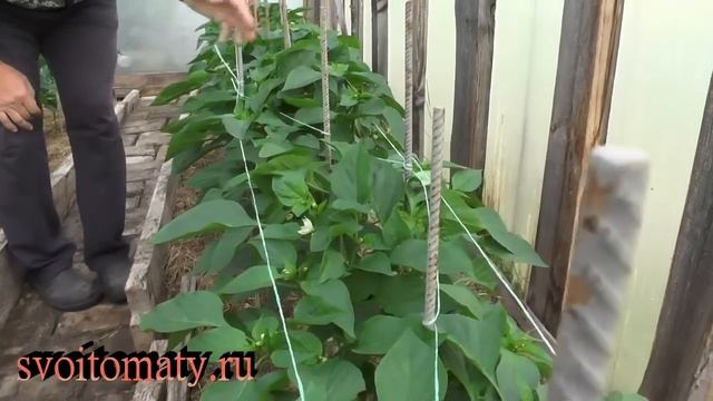 Удобный и быстрый способ подвязки перцев