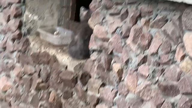 Самый длинный ВЛОГ?Куча люкса/Dior,CHLOE,Burberry,S.FERRAGAMO,Max Mara,MOSCHINO,Givenchy,ESCADA/Тон смотреть онлайн