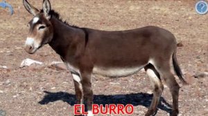 Развивающий мультик учим домашних животных на испанском. Mascotas