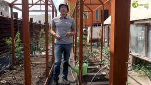 Полив огурцов: сколько воды нужно на одно растение?
