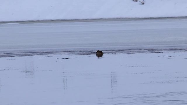 Малая поганка зимует на Днепре. Tachybaptus ruficollis. Птицы Беларуси. смотреть онлайн