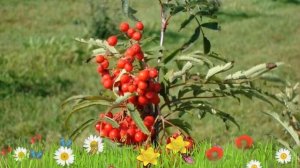 Рябина обыкновенная Концентра ? Обзор: посадка и уход. крупномеры рябины: описание и особенности