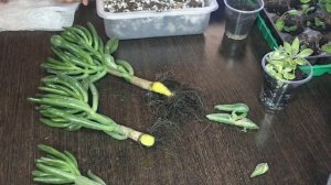 Пересадка и разделение денежного дерева, крассула «Голум"