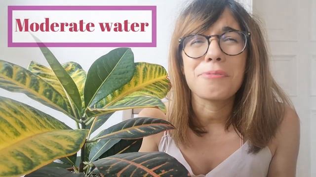 Croton plant care - Codiaeum variegatum 'Petra' смотреть онлайн