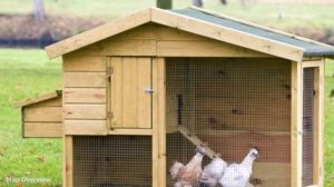 Все про Кур несушек и бройлеров.