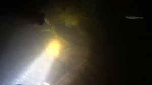 Подводная охота на реке Угра ! Смоленская область ! Темкинский р-н. Прозрак не космос, но видно !