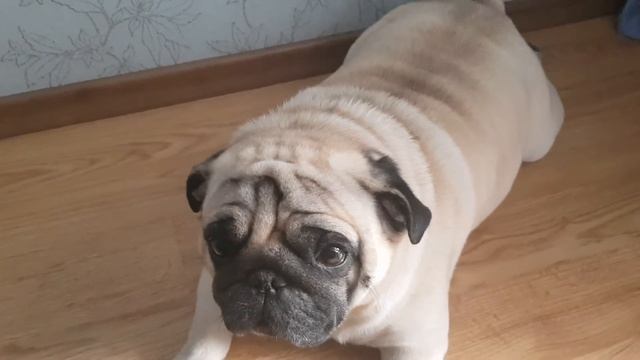 Самый скромный и добрый мопс смотреть онлайн