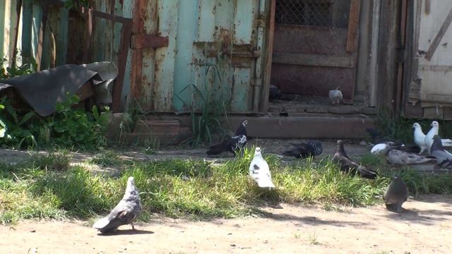 ДА!!! ГОЛУБЕЙ МОЖНО ГНАТЬ И ПОСЛЕ ОБЕДА ВЕЧЕРОМ ПОКРОЮТСЯ !!!25.06.21г смотреть онлайн