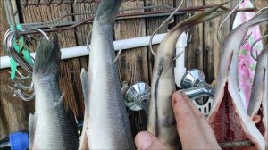 Как правильно закоптить рыбу горячим копчением.Сибас и Форель копчёная.Коптильня для дачи.