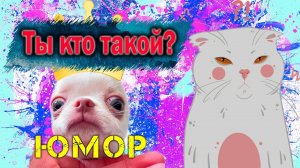 МАЛФИ И САХАРОК!#cat #кот #культмалфи #dogs