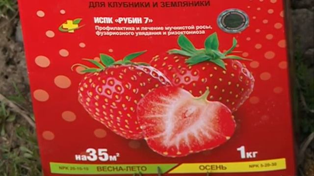 Правила ухода за земляникой весной: какие использовать удобрения? смотреть онлайн