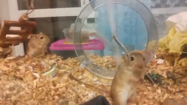 Мышка песчанка разрабатывает новый способ кручения колеса