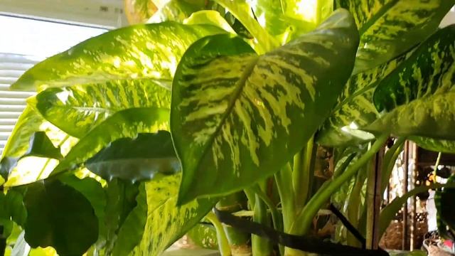 Диффенбахия смотреть онлайн