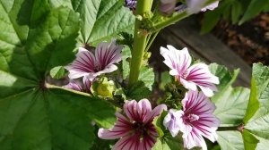 庭园花卉－ Malva Zebrina    锦葵