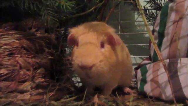 Любопытный нос смотреть онлайн