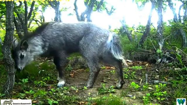 Горал на фотоловушке WCS/SABZ смотреть онлайн
