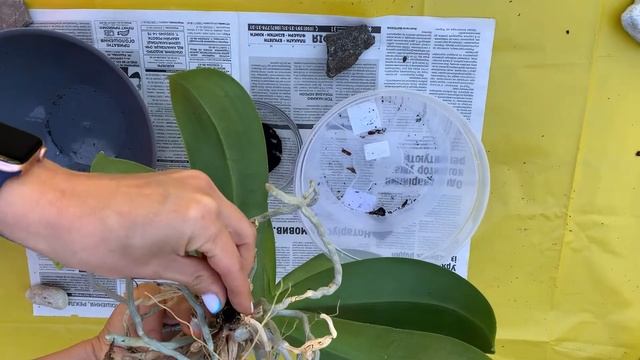 ? КАК ПЕРЕСАДИТЬ ОРХИДЕЮ ? УГЛУБЛЯЕМ ВОЗДУШНЫЕ КОРНИ ? смотреть онлайн