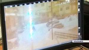 Волк в Норильске