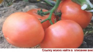 суперфосфат удобрение применение на огороде