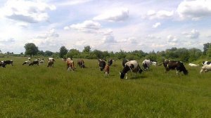 ДЕРЕВНЯ ОБЕСТА КУРСКАЯ ОБЛАСТЬ РЫЛЬСКИЙ РАЙОН
