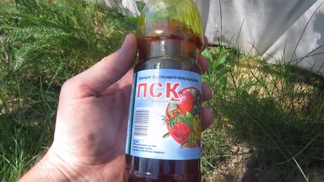 ??Виноградный клещ. Клещи на винограднике. (виноградный зудень) Виноград. Минская область.