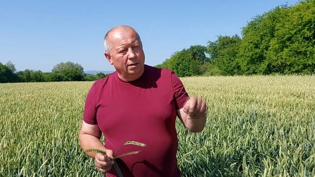 Септоріоз на пшениці - шкодочинне захворювання.
