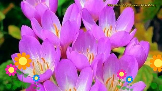 Колхикум Гигант. Краткий обзор, описание характеристик, где купить луковицы the giant смотреть онлайн