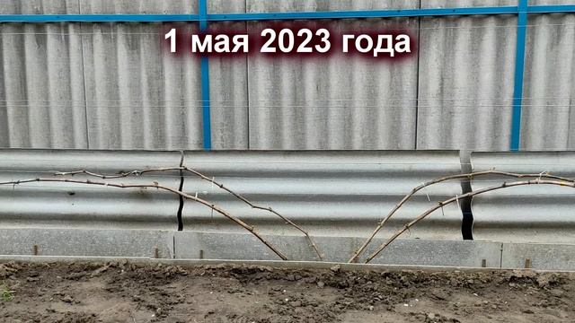 ? Обязательно сделайте ЭТО весной на винограде. Формируем  ПЕРВЫЕ РУКАВА И ПЕРВЫЕ ПЛОДОВЫЕ СТРЕЛКИ.
