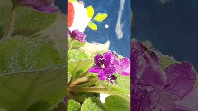 Інструментальна музика для душі Час блаженства з Люсьєном Шамбаллані. смотреть онлайн