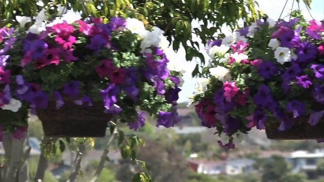 Surfinia Petunias: Transform your Gate from Unremarkable to Inviting смотреть онлайн