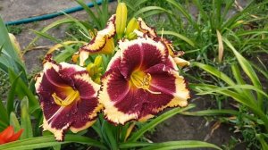 Лилейник Tiger Blood_ Daylily (Hemerocallis 'Tiger Blood')