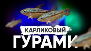 Карликовый гурами. Содержание, кормление, размножение