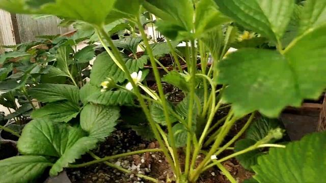 Клубника в горшках, сорт Клери Эксперимент!!! Часть 6 смотреть онлайн