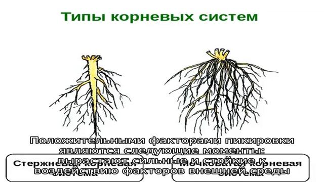 Пикирование рассады овощных культур, способы и преимущества