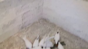 По просьбе делаю раствор для голубей в поилку. Голуби будут как арабские скакуны!!! Pigeon Soda.