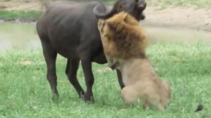 Подборка Сражений Львов и Буйволов, Снятых на Камеру