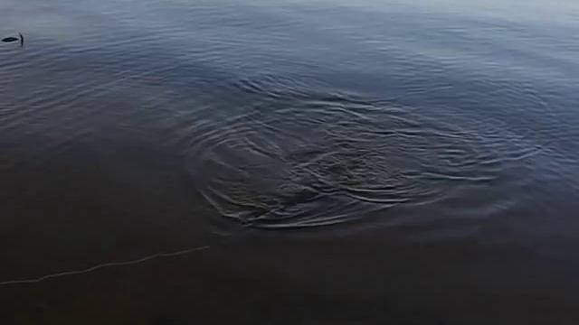 Щука, озеро Волго, осень 2007 смотреть онлайн