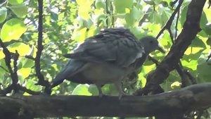 Видеовопрос. Подскажите, что за птица? Сойка?