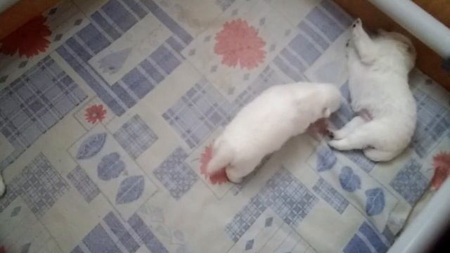 Щенки Японского Шпица