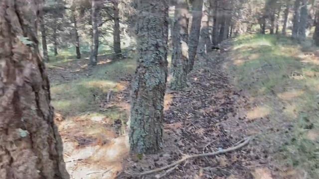 BOLETUS EDULIS, MEGA BROTE ( En julio, algo insólito) смотреть онлайн