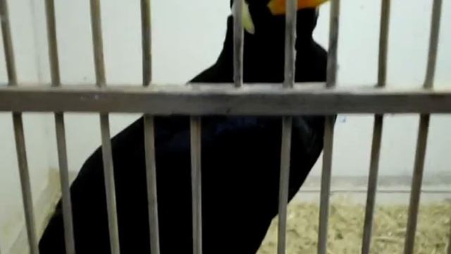 Индийская священная майна смотреть онлайн