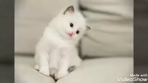 Белый кот детская песня