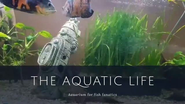 Астронотусы Оскара Тигровые смотреть онлайн