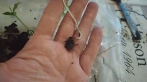 Пикировка саженцев лимона и мандарина из косточки. Готовлю подвой.