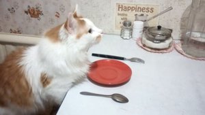 Превращение Кота в Человека! Съемка скрытой камерой!