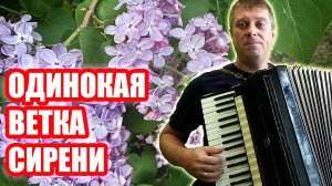 Одинокая ветка сирени на аккордеоне (COVER)