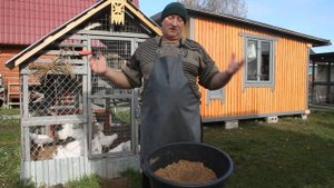 КОГДА  ДАВАТЬ КУРАМ КАШУ, КОМБИКОРМ, ЗЕРНОСМЕСЬ.