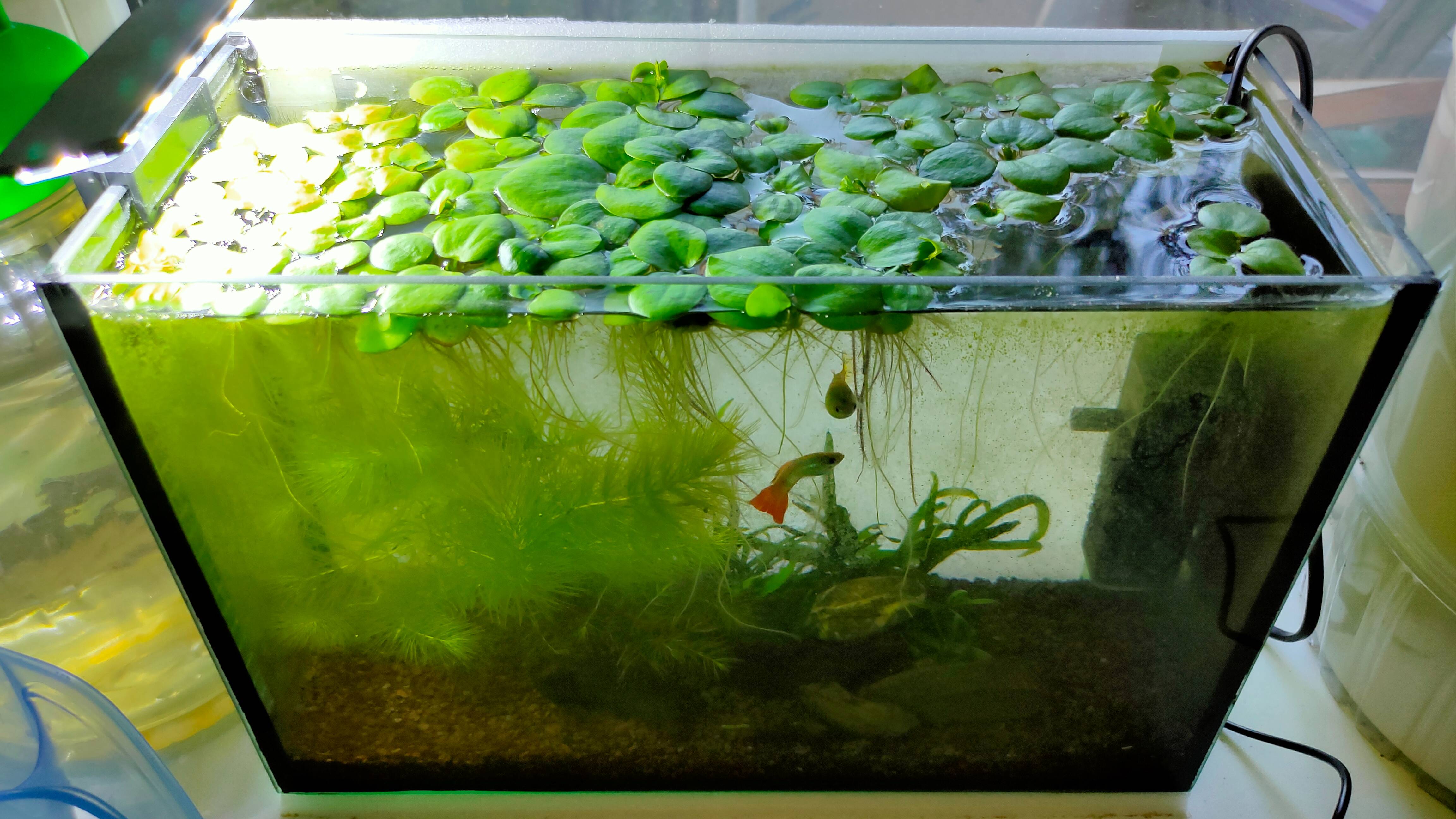 Аква ас. Аквариум 500 литров. Pro-immune serum 50ml. Aqua intense. Диспенсер для мыла scarlet berossi.