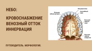 Кровоснабжение неба. Венозный отток от неба. Иннервация неба