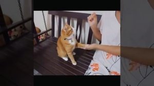 Cat Кошки Котята Коты #Shorts 862.mp4